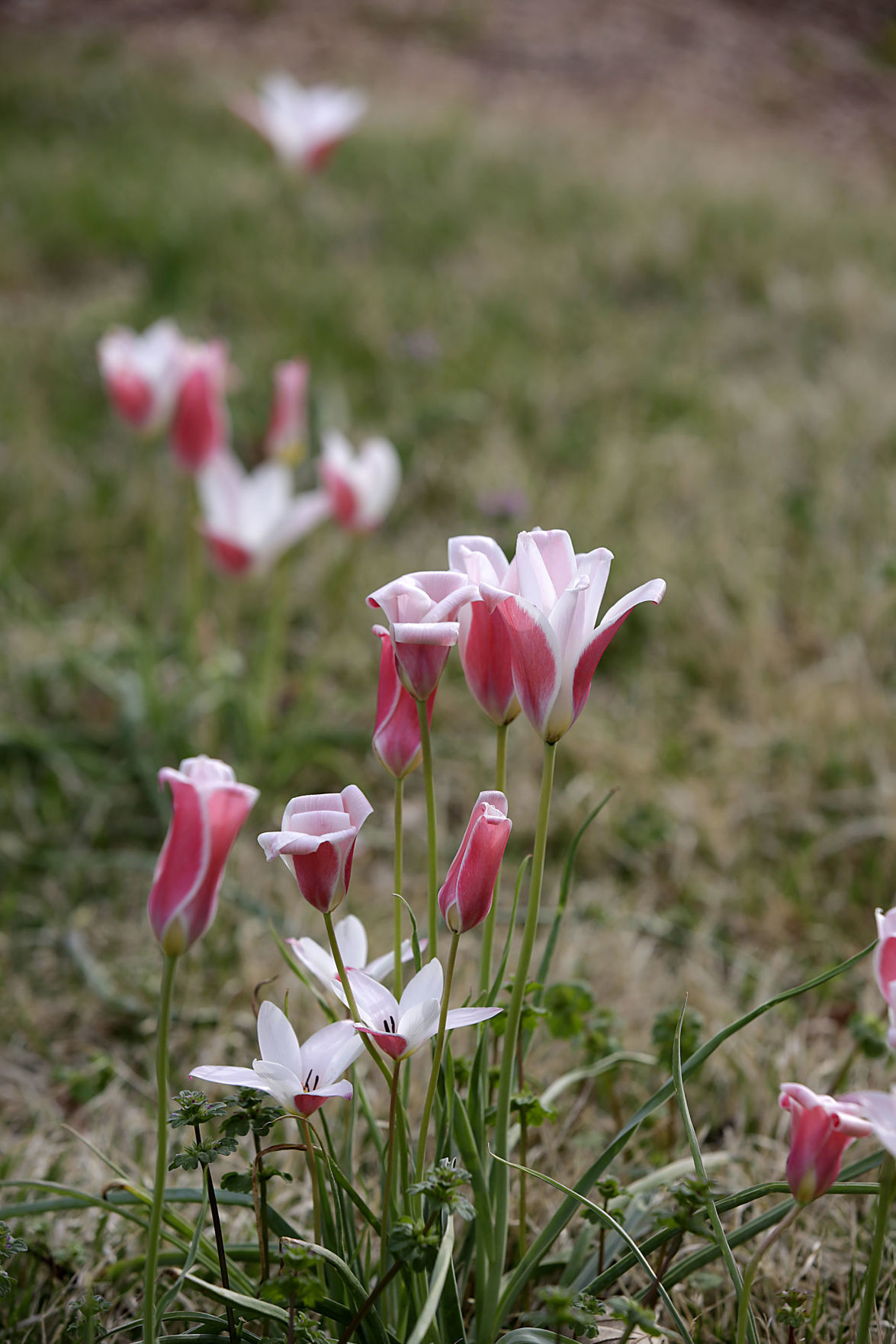Tulsa Botanic Garden